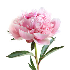 Peony, transparent background, isolated image, generative AI