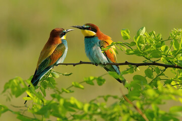 Pair of European Bee-Eater falling in love sitting on a branch