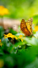 borboleta em uma flor