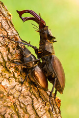 Pair of mating stag beetles on the tree. Majestic male stag beetle, Lucanus Cervus (European stag...