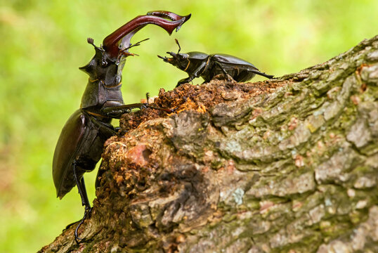 Majestic male stag beetle, Lucanus Cervus (European stag beetle), dominating over female stag beetle on the tree