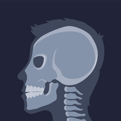 Human bones orthopedic and skeleton icon, bone x-ray image of human joints, anatomy skeleton flat design vector illustration