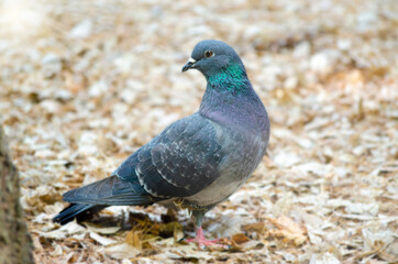 Dove pigeon bird in city park