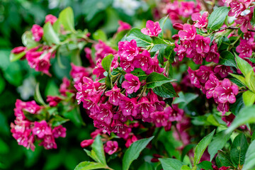 Weigela florida bristol ruby, flowers, caprifoliaceae