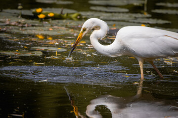 A Great egret stands on its feet in the water with green water plants on a sunny spring day. A large white plumage bird with a black bill and yellow-black legs in wildlife with a water background. 
