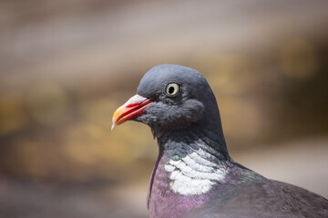 Close-up common wood pigeon portrait with a grey-brown background on a sunny spring day. 