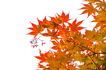 Red maple tree leaves isolate on transparent background.