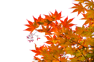 Red maple tree leaves isolate on transparent background.