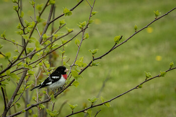 Rose breasted Grosbeak 