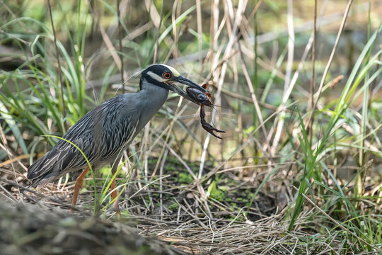 Yellow-crowned night heron with its catch - a huge craw-fish. 
Brazos Bend State Park, Texas, USA.