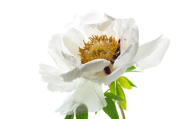 Obraz premium White tree peony flower, isolated on white background