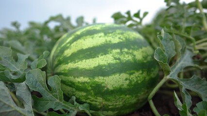 large watermelon field. agricultural business concept. large industrial green watermelon field under the sky. field lifestyle with large fruits ripe watermelons under the sun's rays