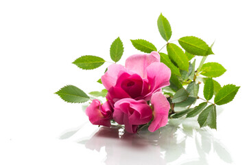 Beautiful pink rose on a white background