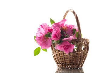 Beautiful pink rose on a white background