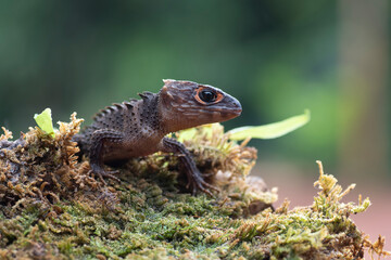 Crocodile skink lizard on their enviroment