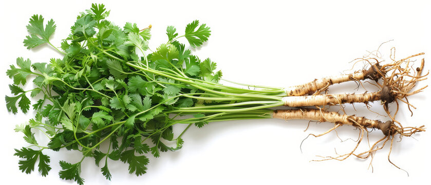 Coriander bunch with roots, isolated on white