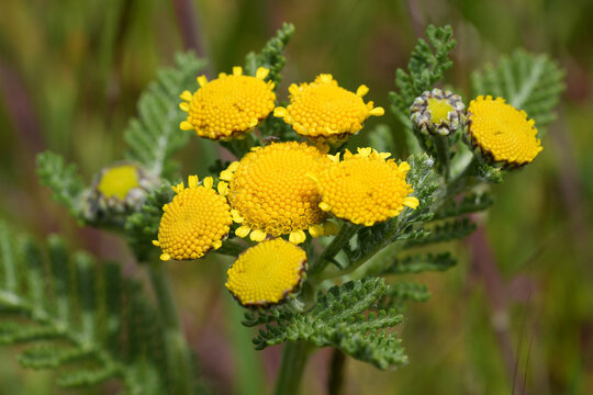 Closeup on the yellow flowers of the North-American Dune or Eastern Tancy, Tanacetum bipinnatum, at the Oregon coast in Bandon