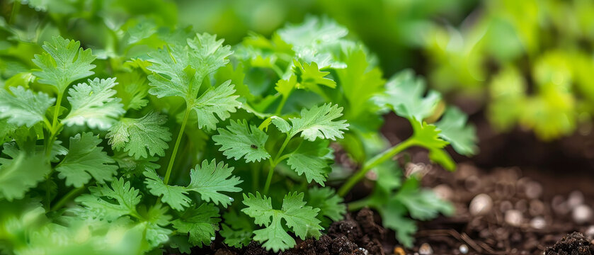 Coriander plant in an indoor garden
