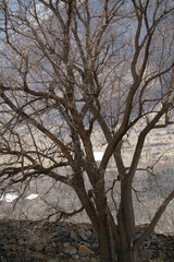 Tree without leaves stands on the mountain, Aspindza, Georgia