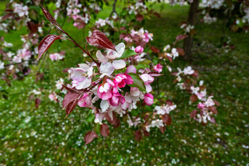 Flowering flower and bud on apple tree in garden, spring.