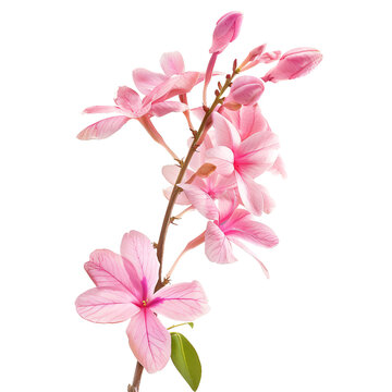 Pink Jasmine, transparent background, isolated image, generative AI