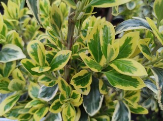 Euonymus japonicus 'Bravo'