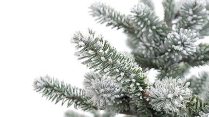 A tree branch covered in snow. The snow is covering the branches and leaves, giving the tree a frosty appearance