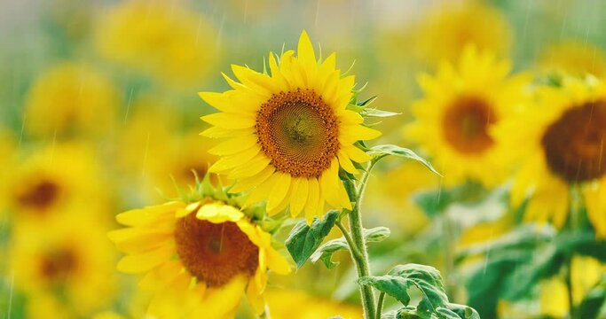 sunflower feild in a rain