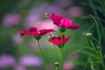bee on a flower
