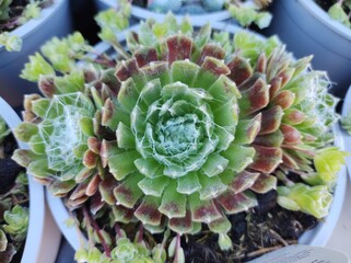 Sempervivum arachnoideum