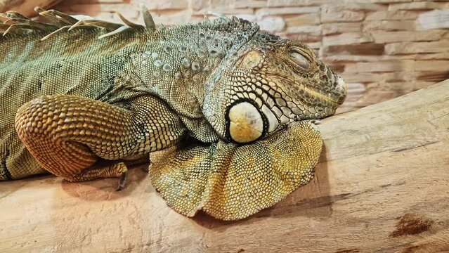 Green iguana close up. Iguana in a terrarium, keeping lizards at home. Sleeping iguana. Head close-up of a Green iguana. Exotic pet