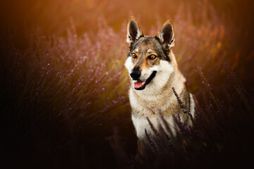 Obraz premium Wolf dog in lavender field, flowers, summertime, dreamy look