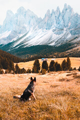 german shepherd dog hiking in the mountains in front of the Odle group in Dolomites, Italy
