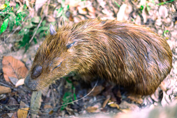 Background of wild animals that live in zoos or forests. It has fur similar to a wild boar. Run for food quickly in a blur