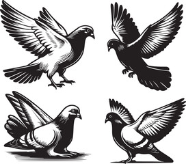 pigeon Vector sketch bundle illustration