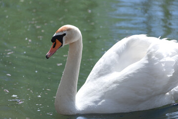 Obraz premium White Swan on lake, side view very close-up