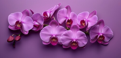 A set of vibrant purple orchids in full bloom, arranged against a purple background that...