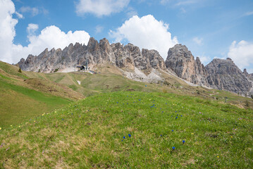 Fototapeta premium Meadow with gentian and alpine pasque flowers. View of the Cirspitzen South Tyrol