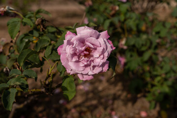 A single pink rose in full bloom captured in a garden setting. The detailed petals and green leaves highlight the beauty of the flower, with soft sunlight adding warmth to the scene.
