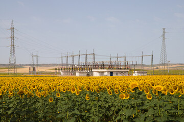 Field of yellow sunflowers in an agricultural plantation in andalusia, spain. In the background blue sky and white clouds and a power station. Organic farming concept.