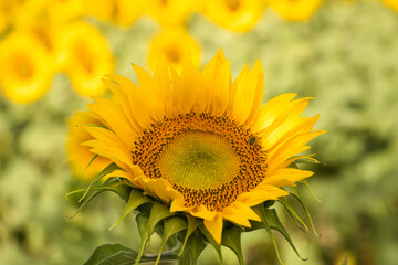 Field of yellow sunflowers in an agricultural plantation in andalusia, spain, on the sunflower there is a bee collecting pollen. In the background blue sky and white clouds. Organic farming concept.