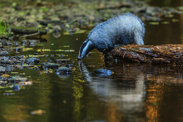 European badger (Meles meles) wants to drink in the woods