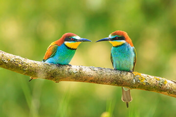 The European bee-eater (Merops apiaster) two birds sitting facing each other with their beaks