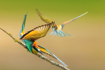 The European bee-eater (Merops apiaster) the bird chased the other one off the branch