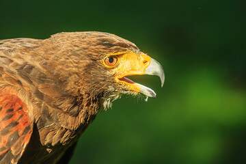 Harris's hawk (Parabuteo unicinctus) is screaming