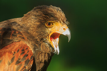 Harris's hawk (Parabuteo unicinctus) is screaming