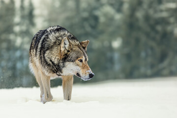 Eurasian wolf (Canis lupus lupus) in the snowy winter wilderness