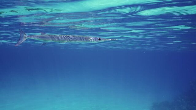 Slow motion, Sea pike swims under waves in sunlight, Closeup. Close up of Needlefish or Garfish swim under surface on sunny day in bright sunshine