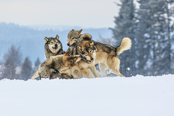 Eurasian wolf (Canis lupus lupus) the pack is fighting