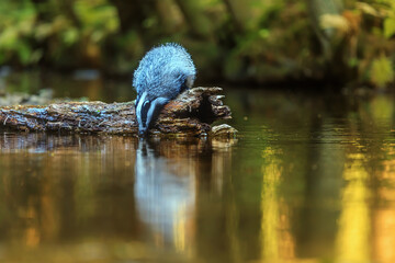 European badger (Meles meles) drinks from the forest stream